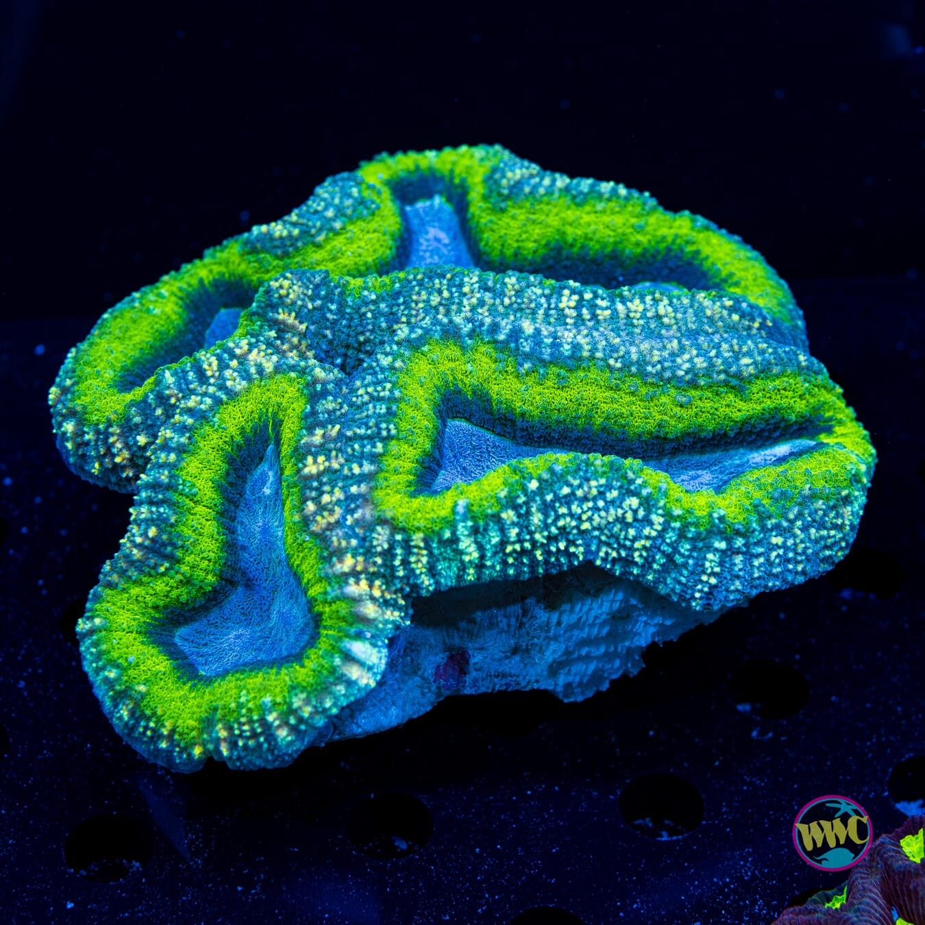 Lobophyllia hemprichii