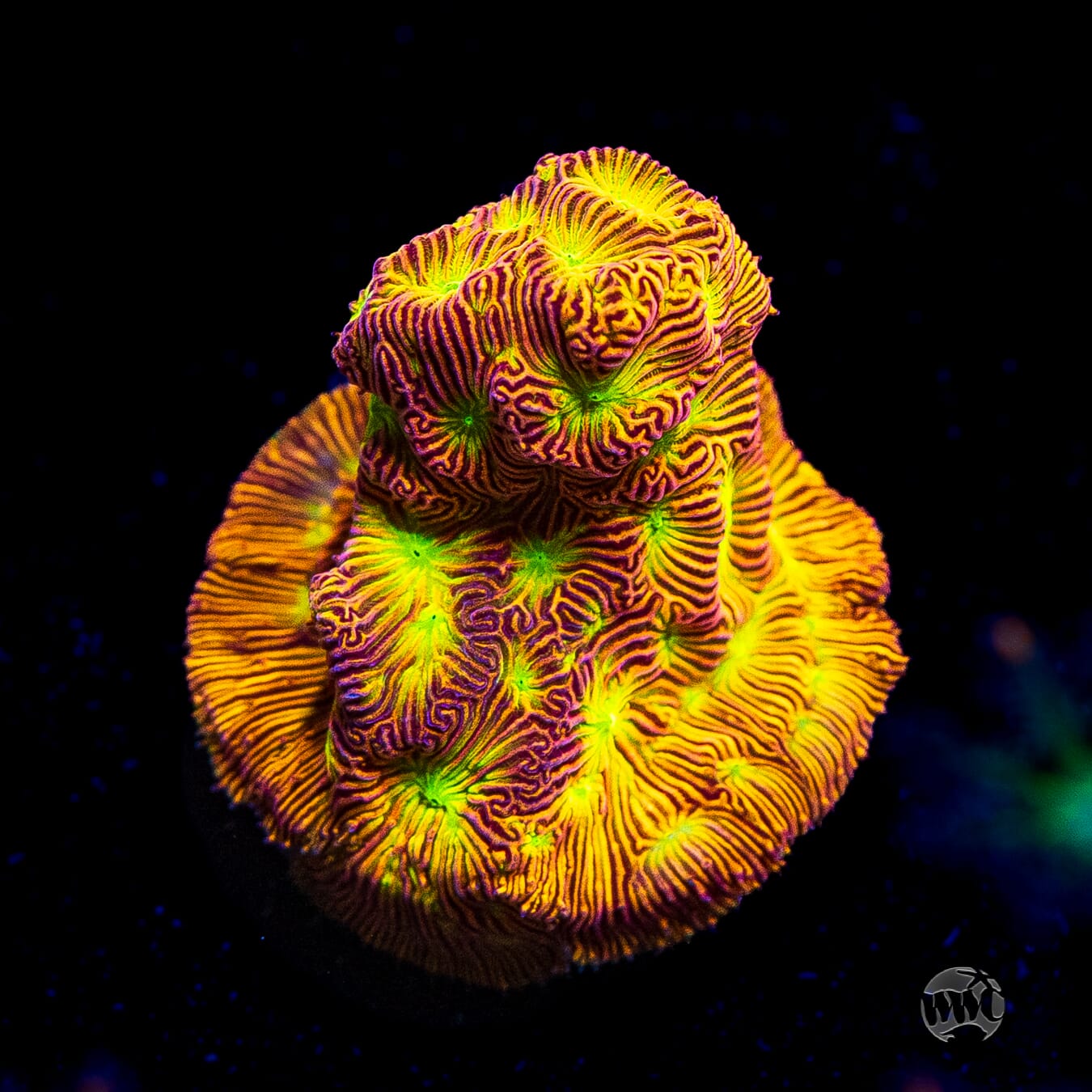 Jason Fox Jack-O-Lantern Leptoseris