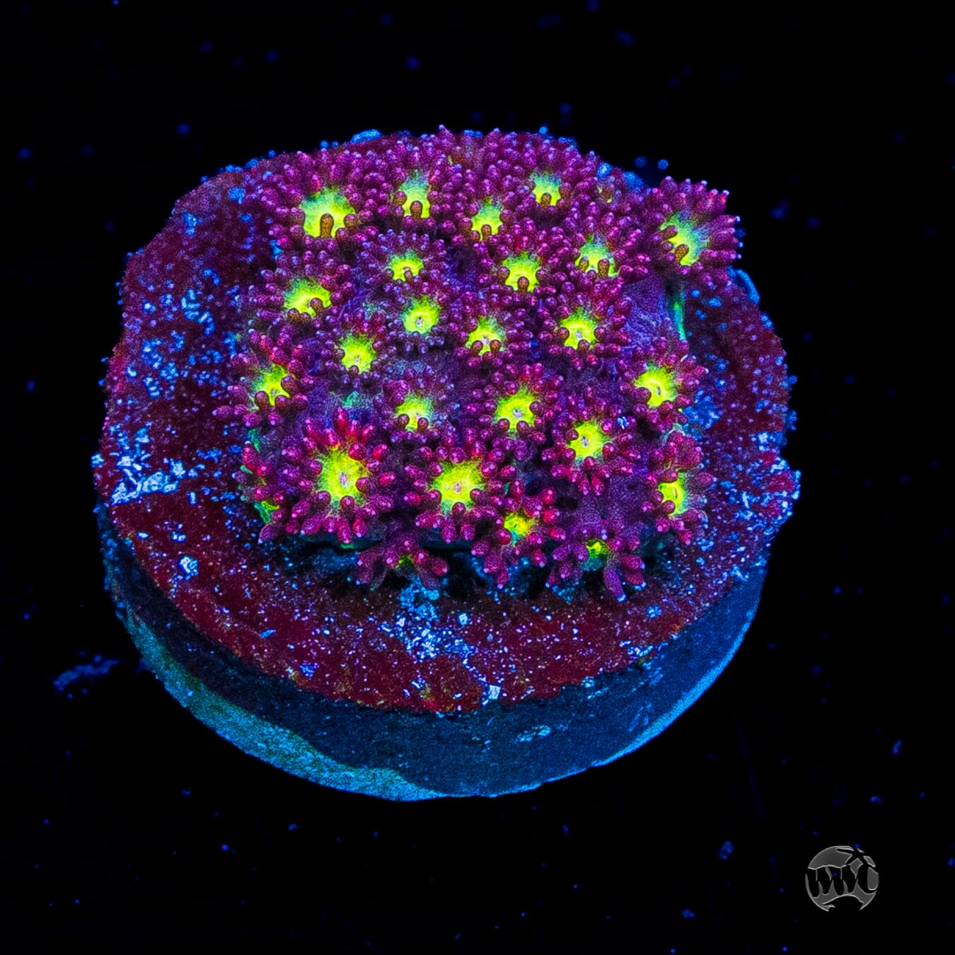 WWC Fruit Loopz Micro Goniopora