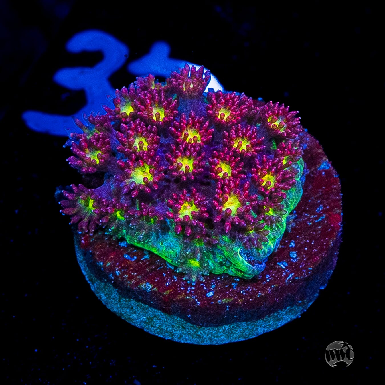 WWC Fruit Loopz Micro Goniopora