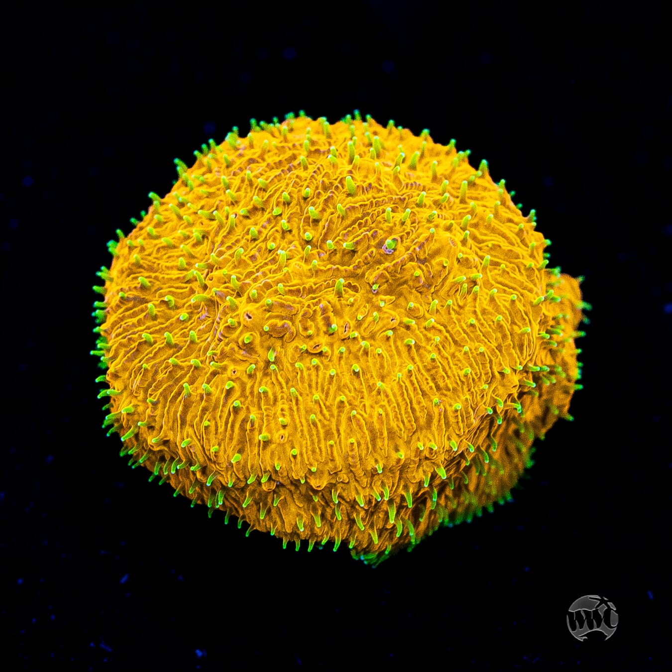WWC Honeysickle Lithophyllon