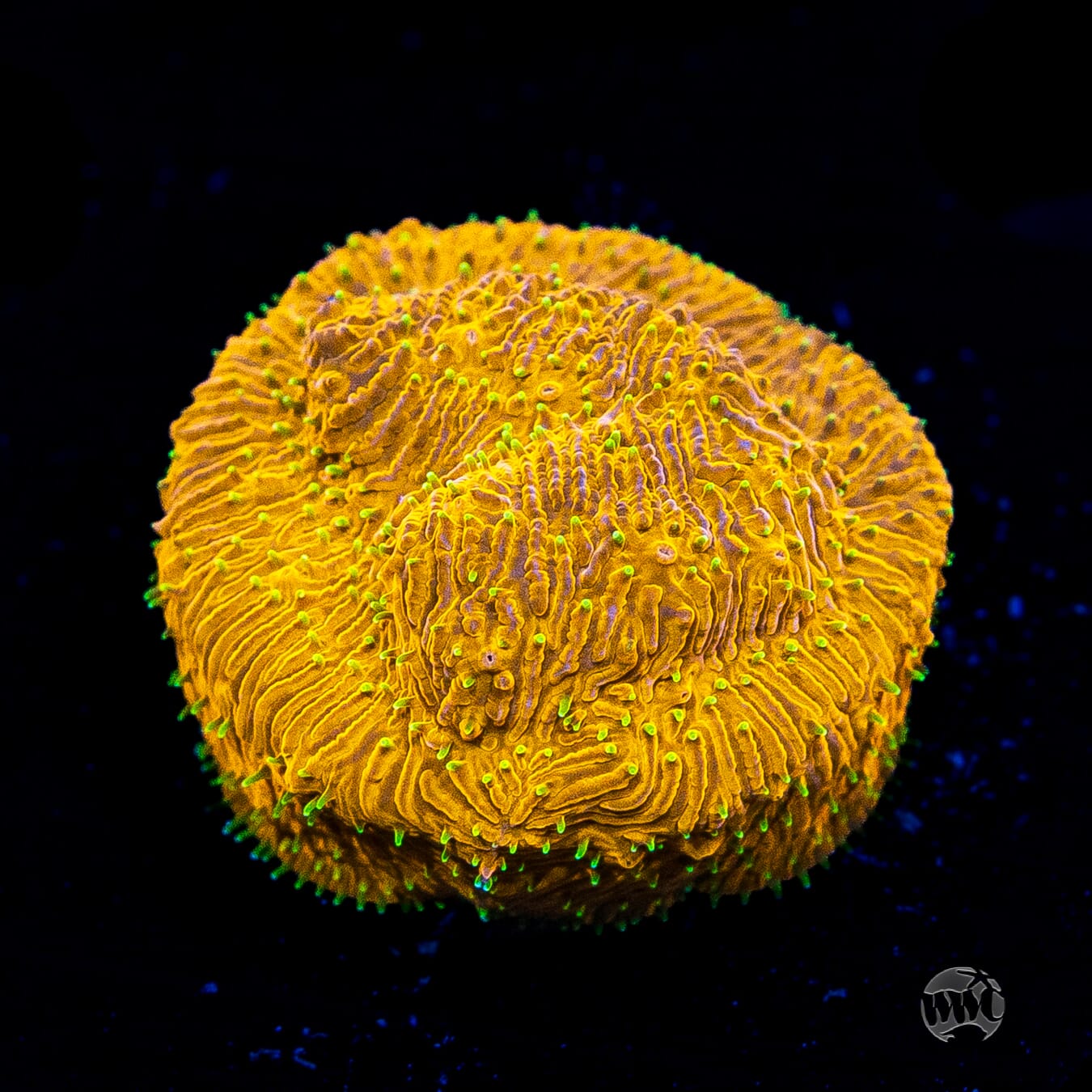 WWC Honeysickle Lithophyllon