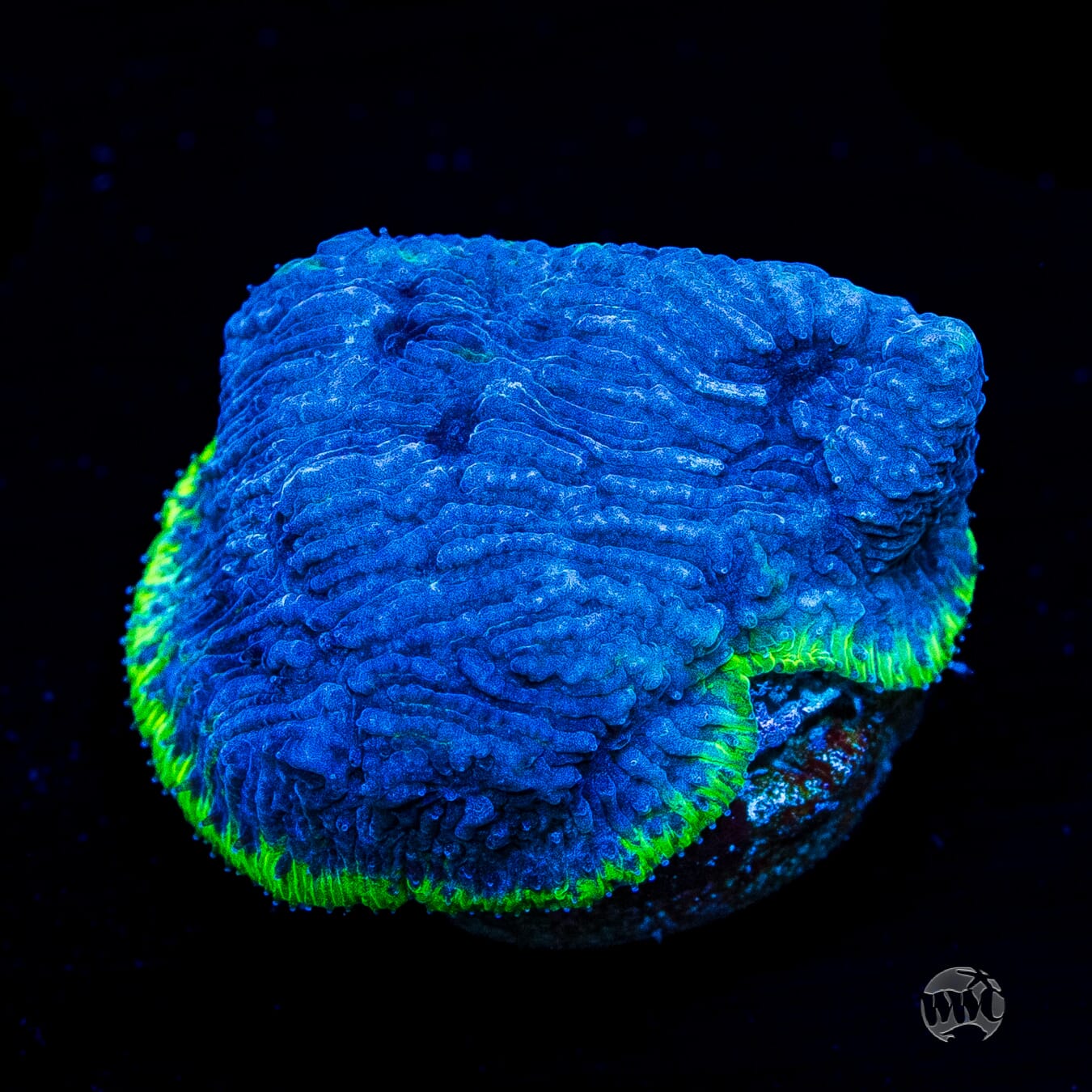 WWC High Tide Lithophyllon
