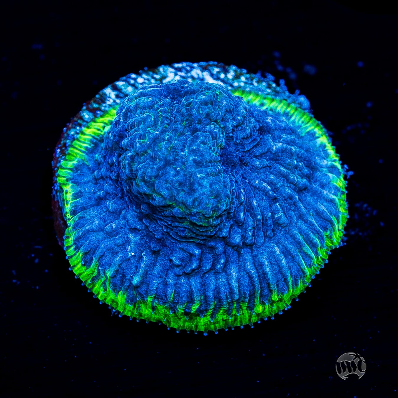 WWC High Tide Lithophyllon