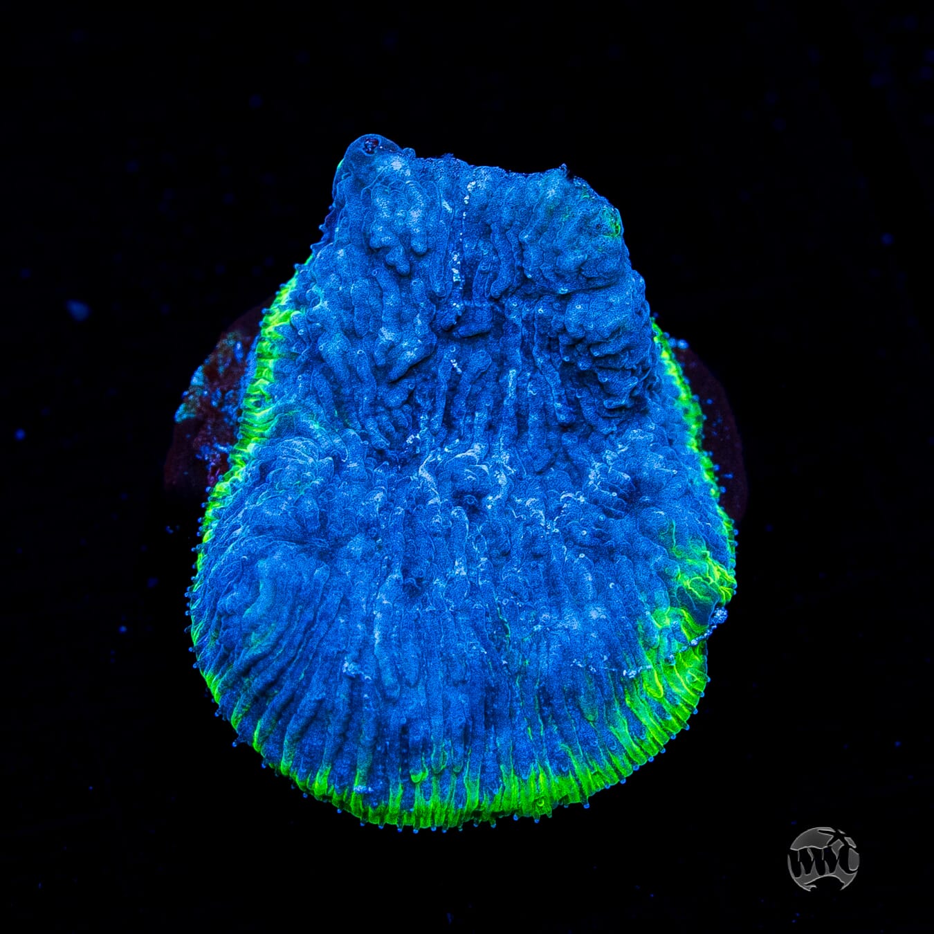 WWC High Tide Lithophyllon