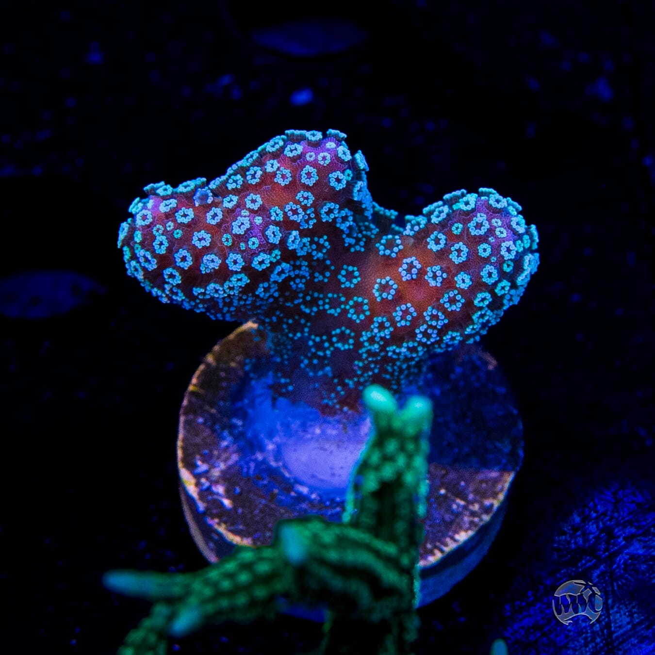 Tyree Rainbow Stylophora