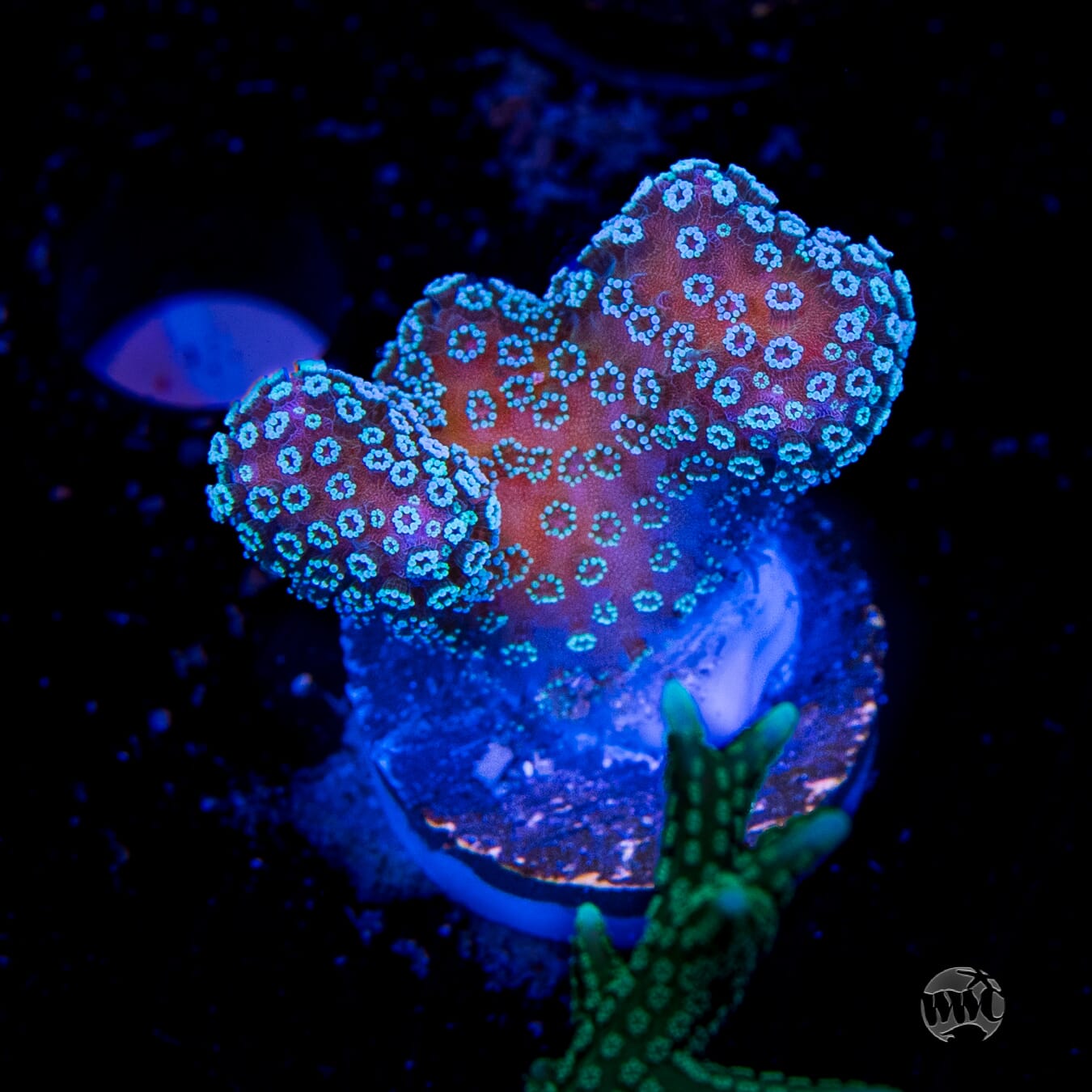 Tyree Rainbow Stylophora