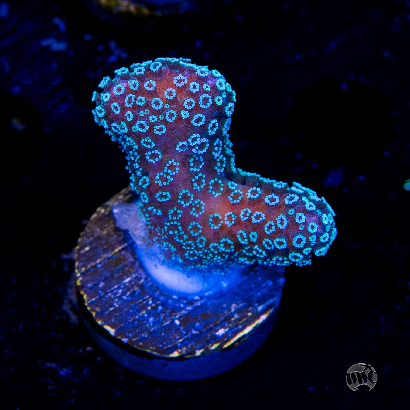 Tyree Rainbow Stylophora