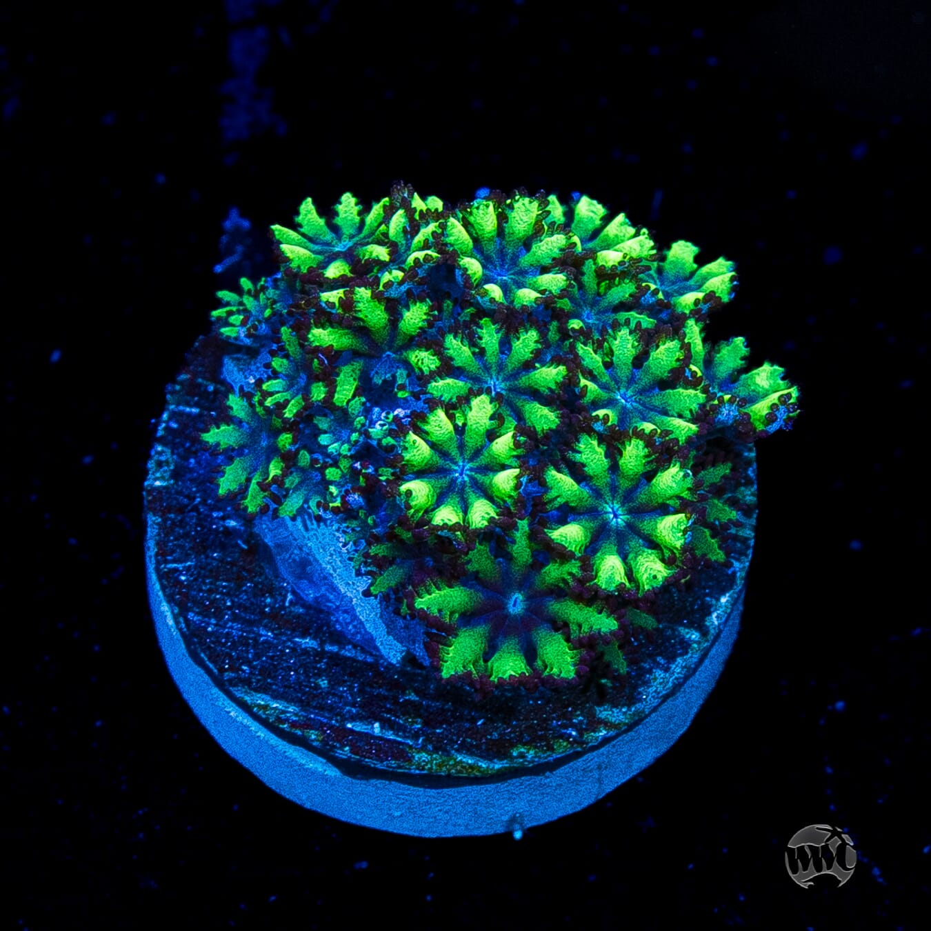WWC Blue Sympodium
