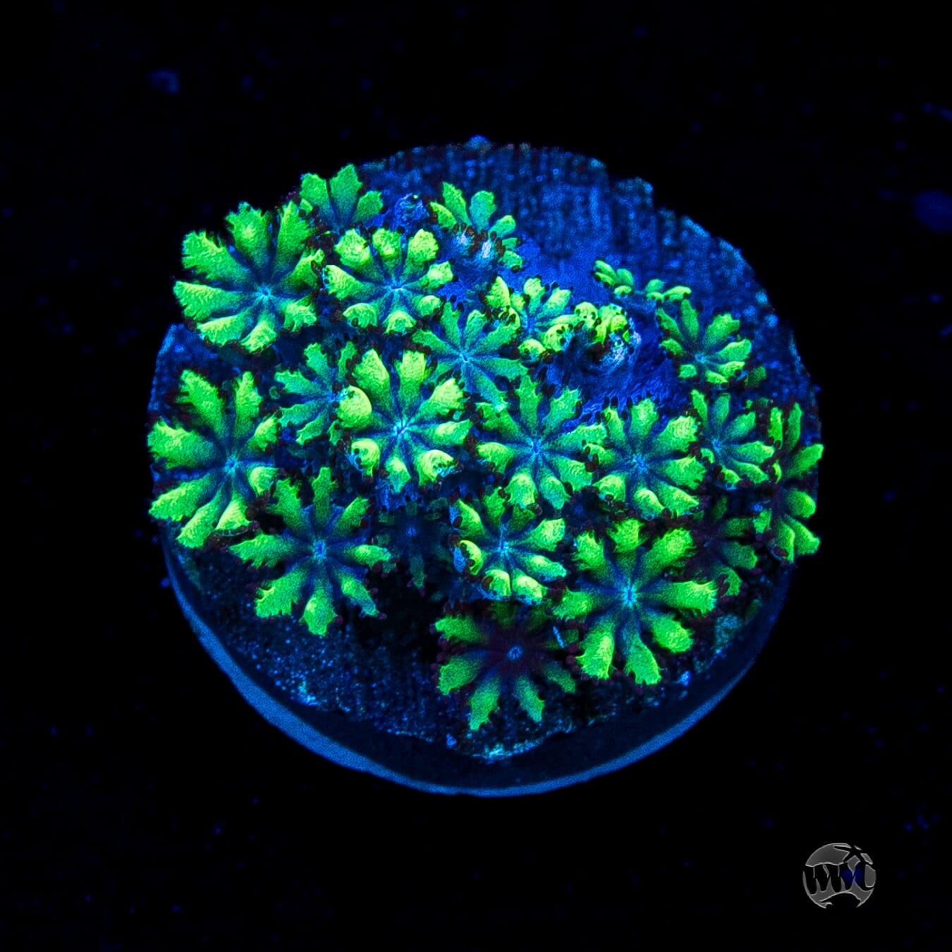 WWC Blue Sympodium