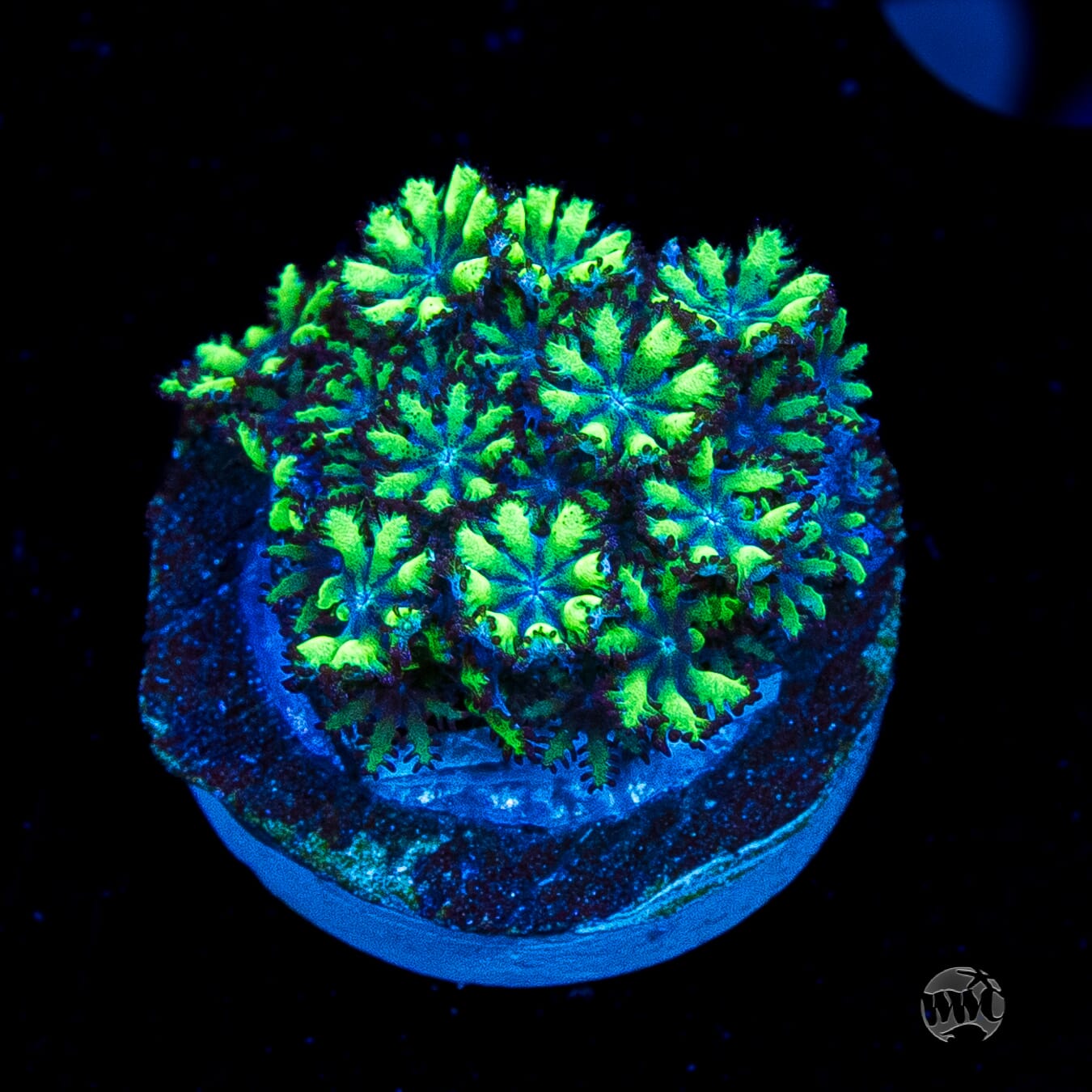 WWC Blue Sympodium