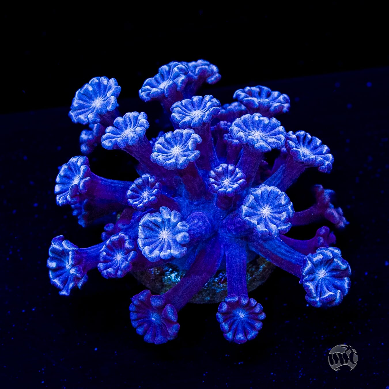 I Love Lavender Alveopora