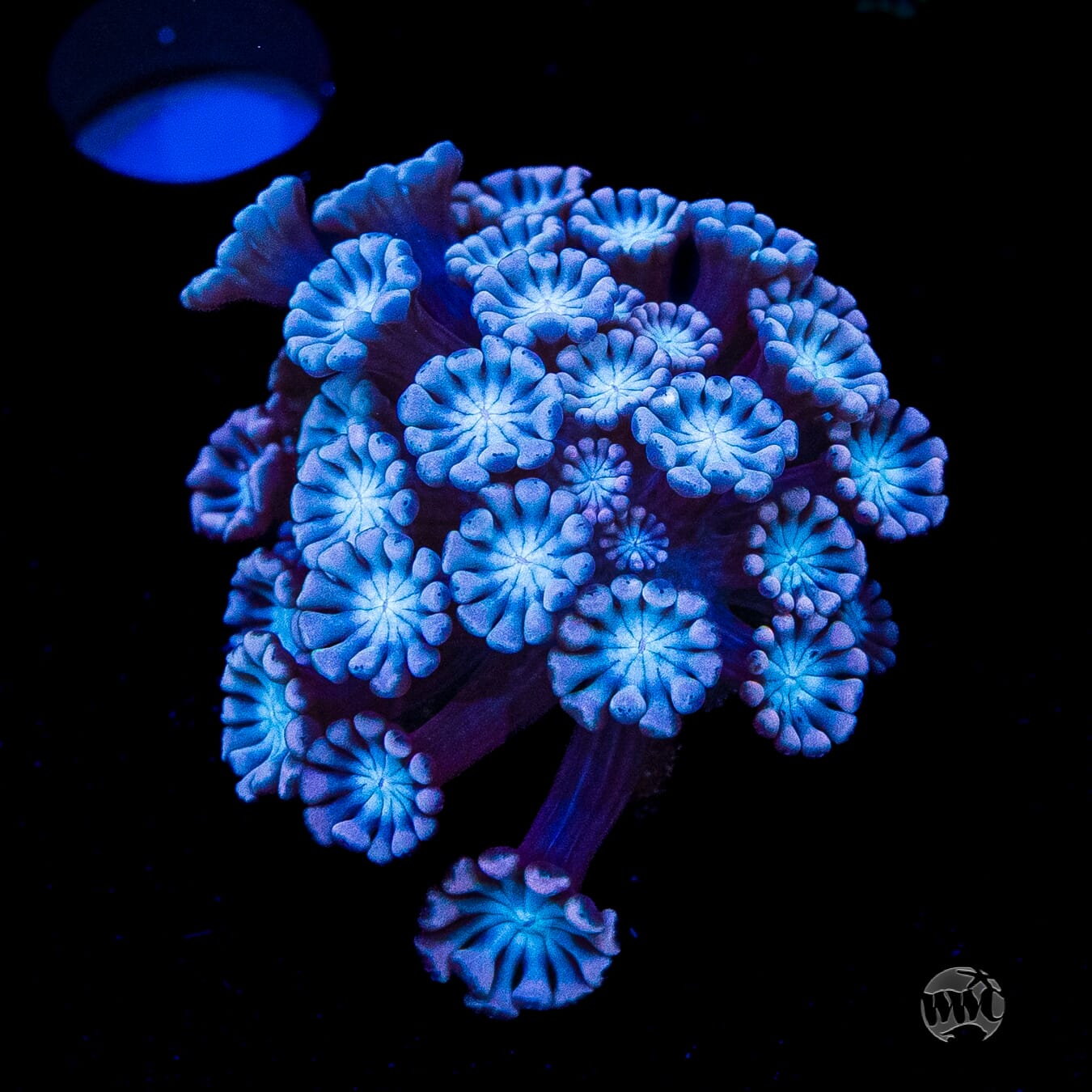 I Love Lavender Alveopora
