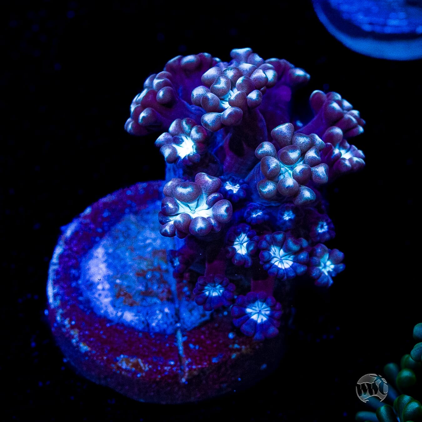 Purpz Alveopora