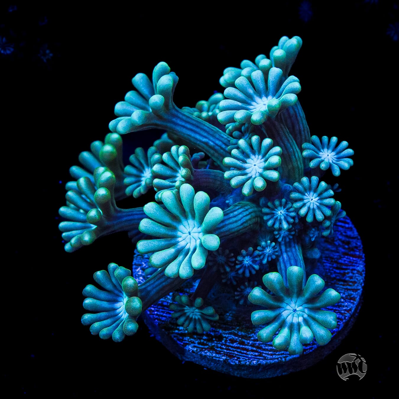 Spearmint Alveopora