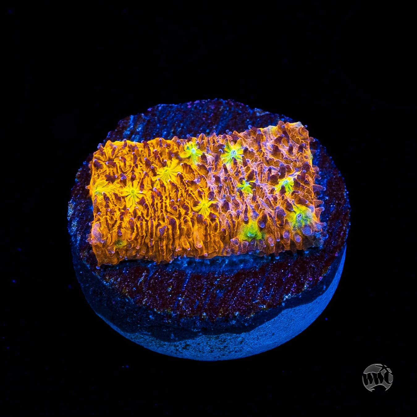 WWC Grafted C3PO Lithophyllon