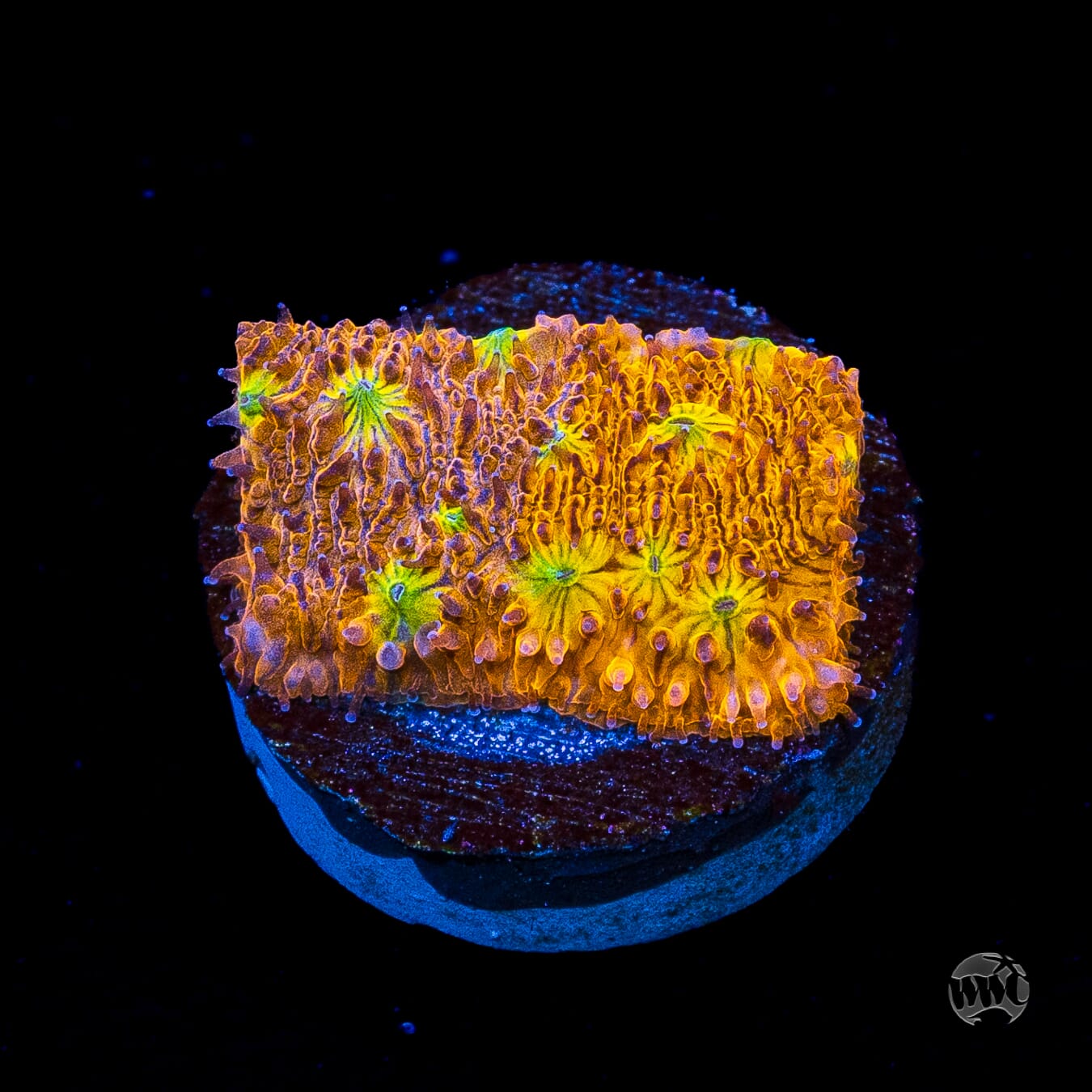 WWC Grafted C3PO Lithophyllon