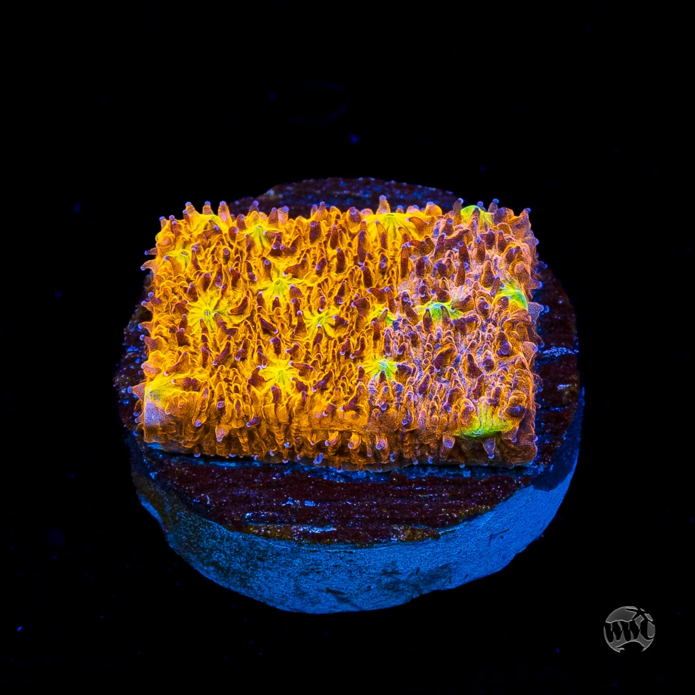 WWC Grafted C3PO Lithophyllon