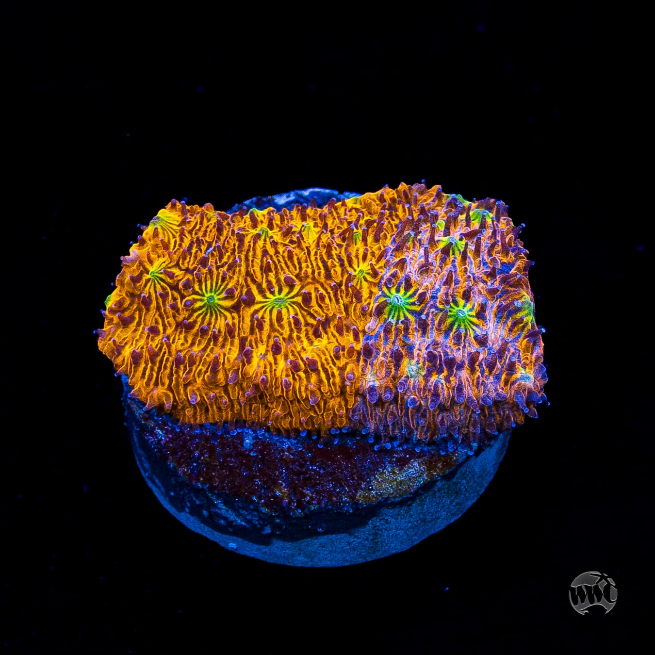 WWC Grafted C3PO Lithophyllon