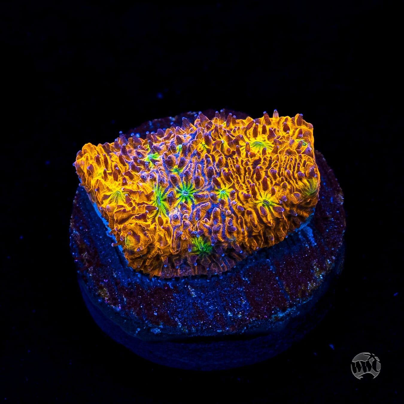 WWC Grafted C3PO Lithophyllon