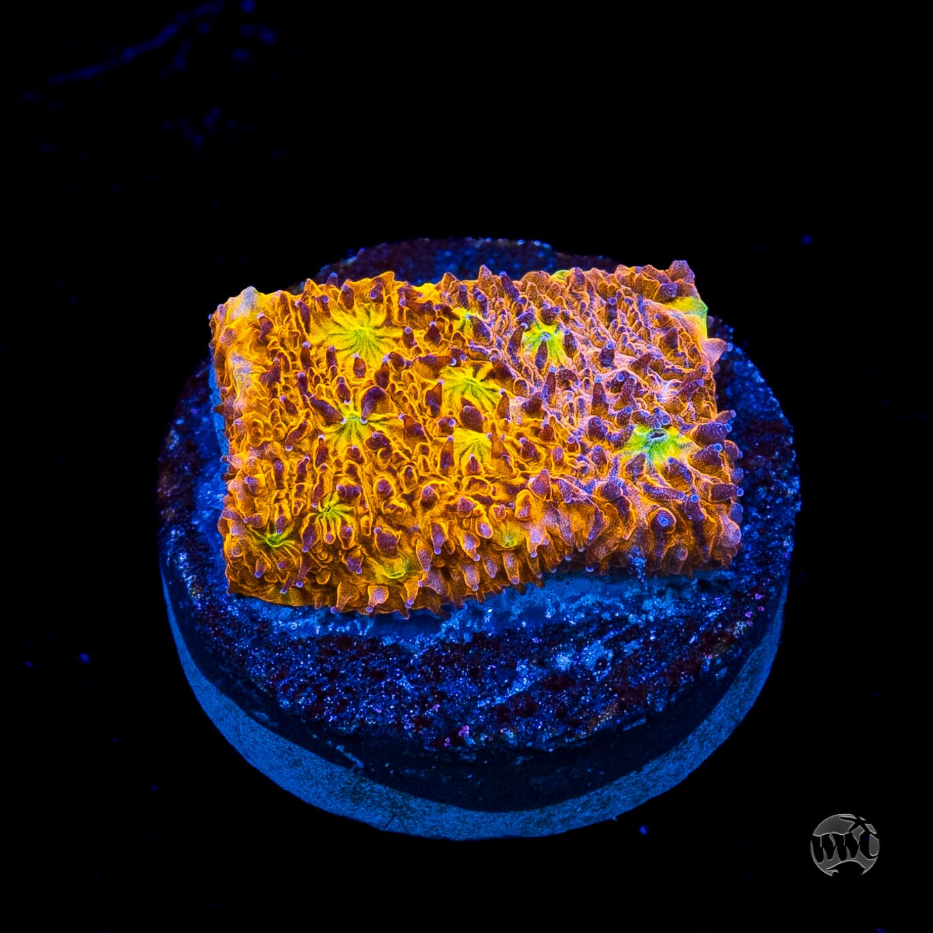 WWC Grafted C3PO Lithophyllon