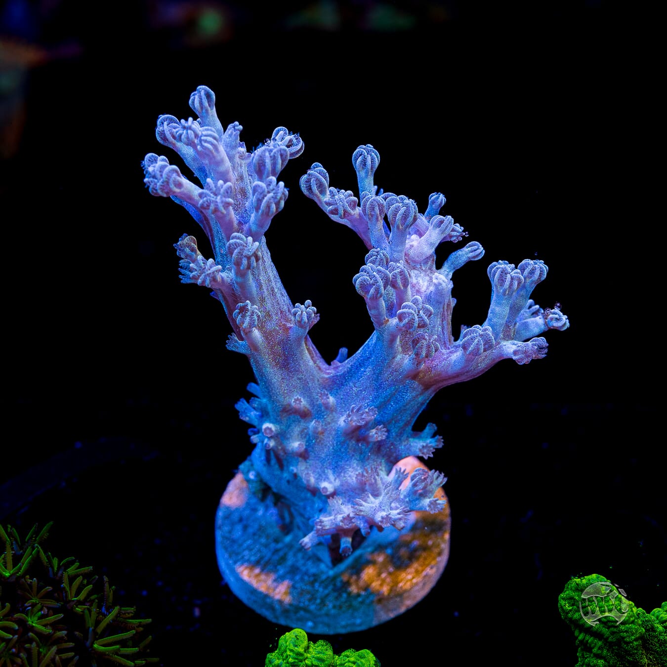 WWC Rainbow Sprinkles Cespitularia