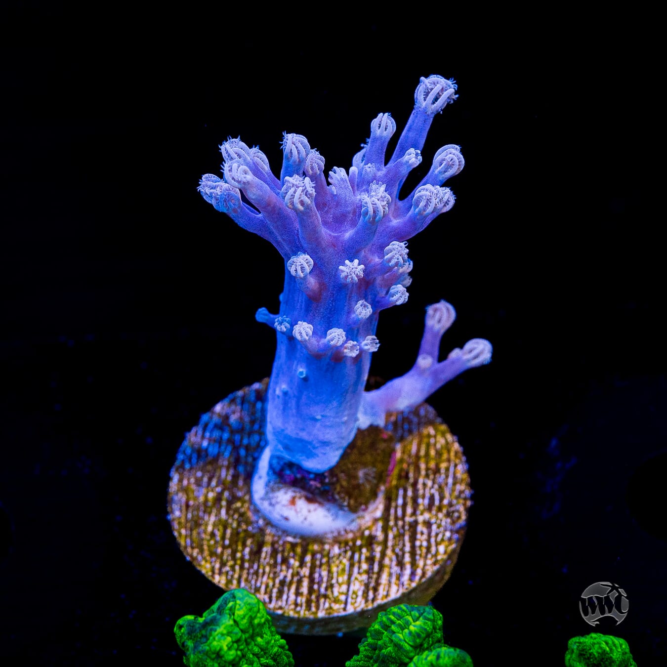 WWC Purple Cespitularia