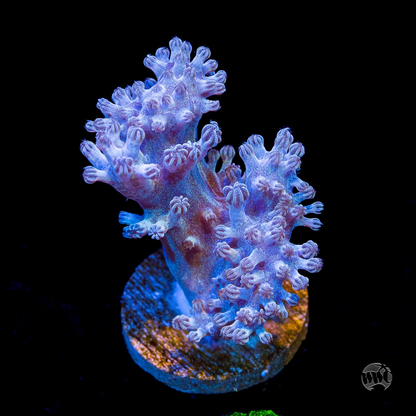 WWC Rainbow Sprinkles Cespitularia