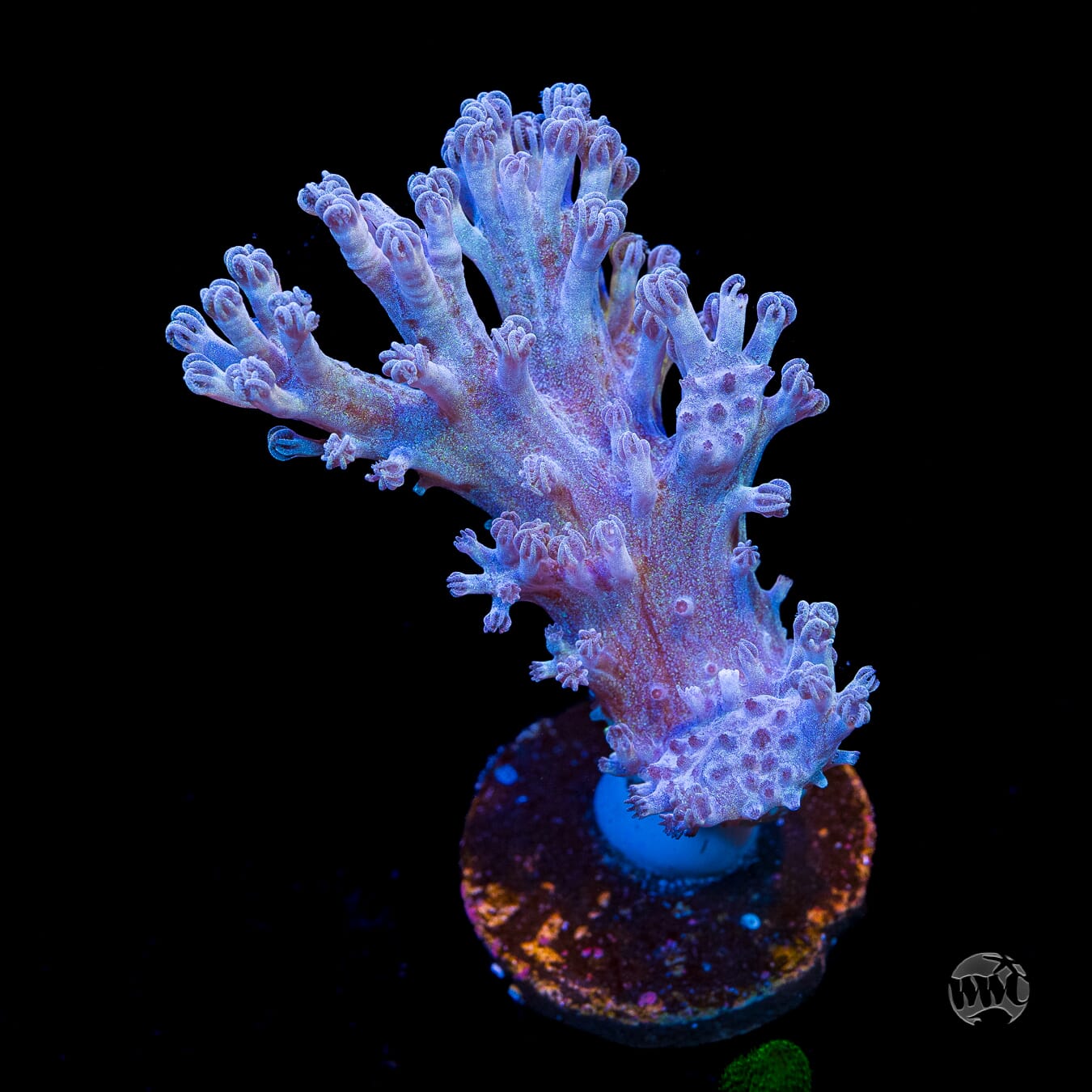WWC Rainbow Sprinkles Cespitularia