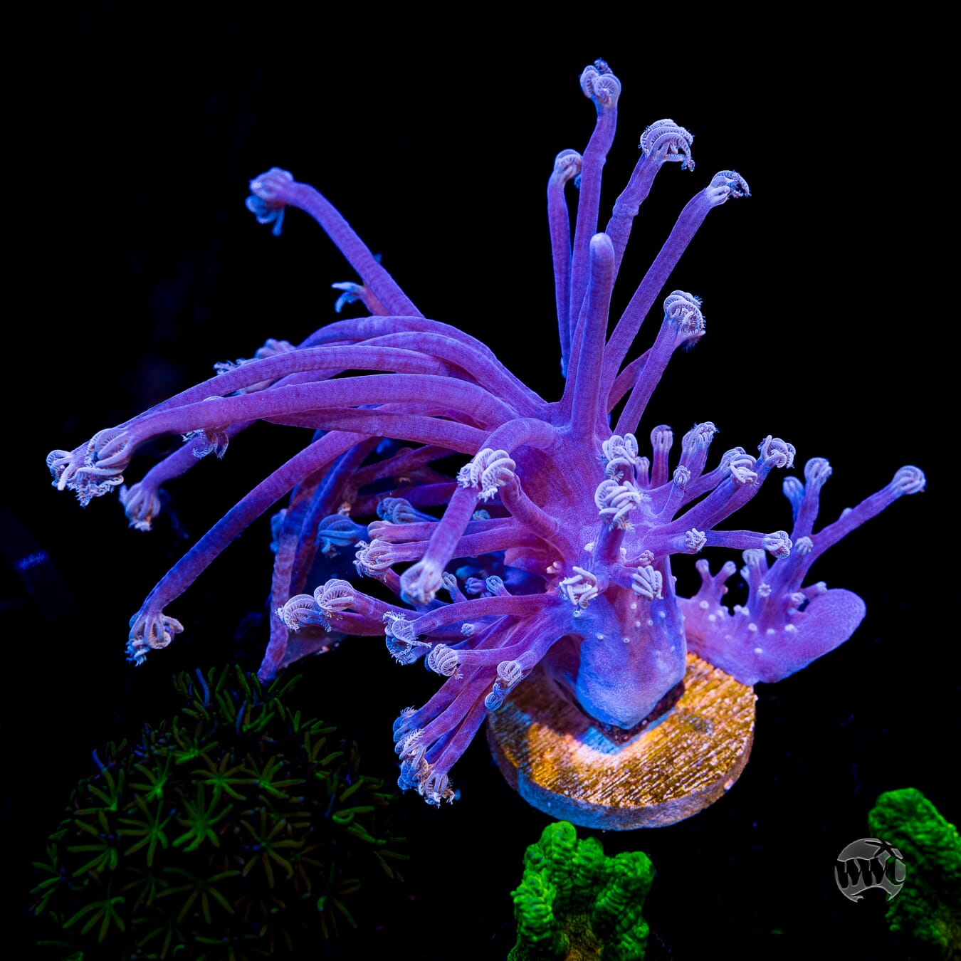 WWC Purple Cespitularia