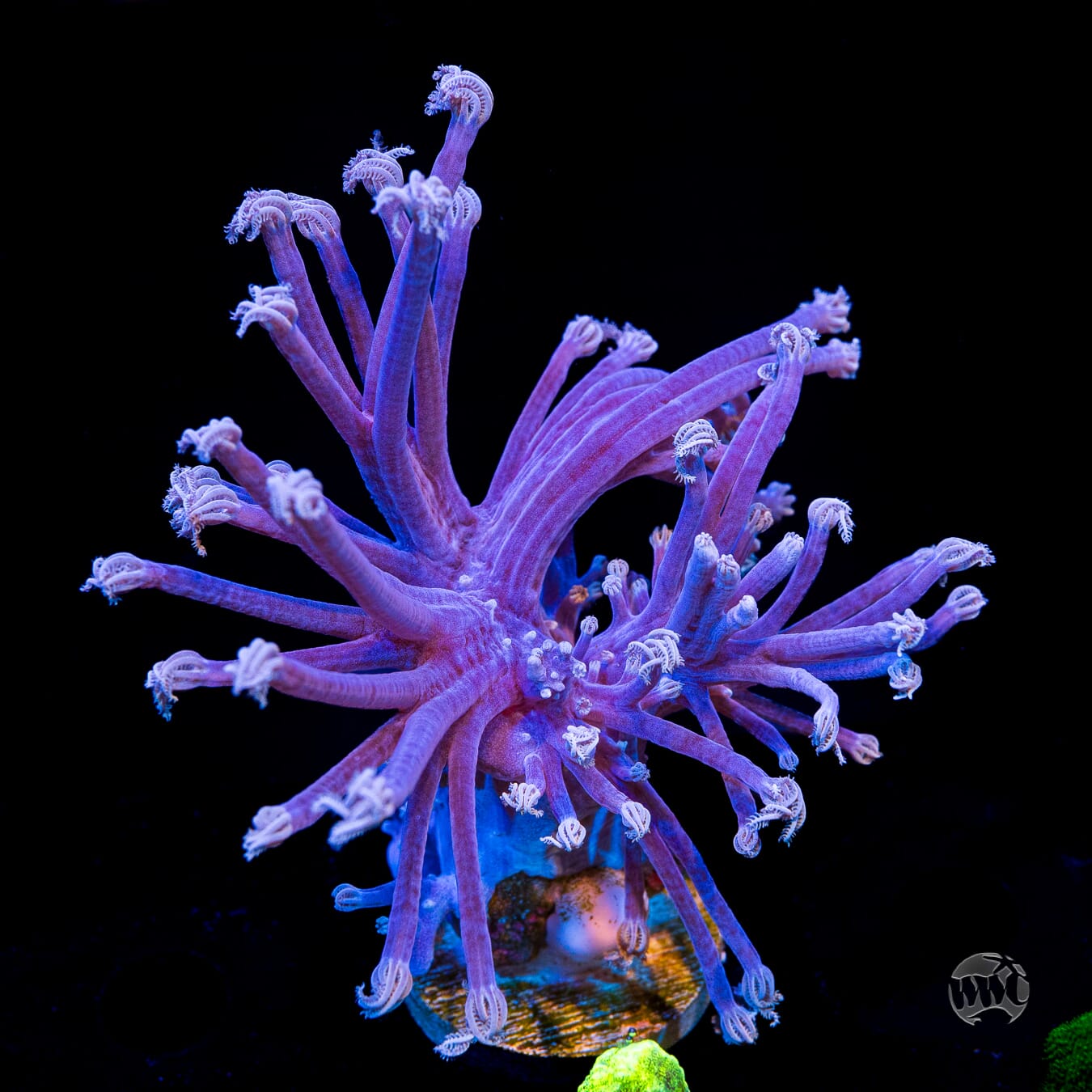 WWC Purple Cespitularia