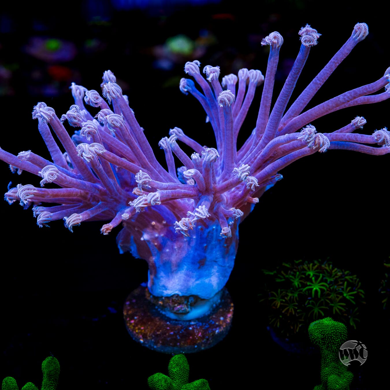 WWC Purple Cespitularia