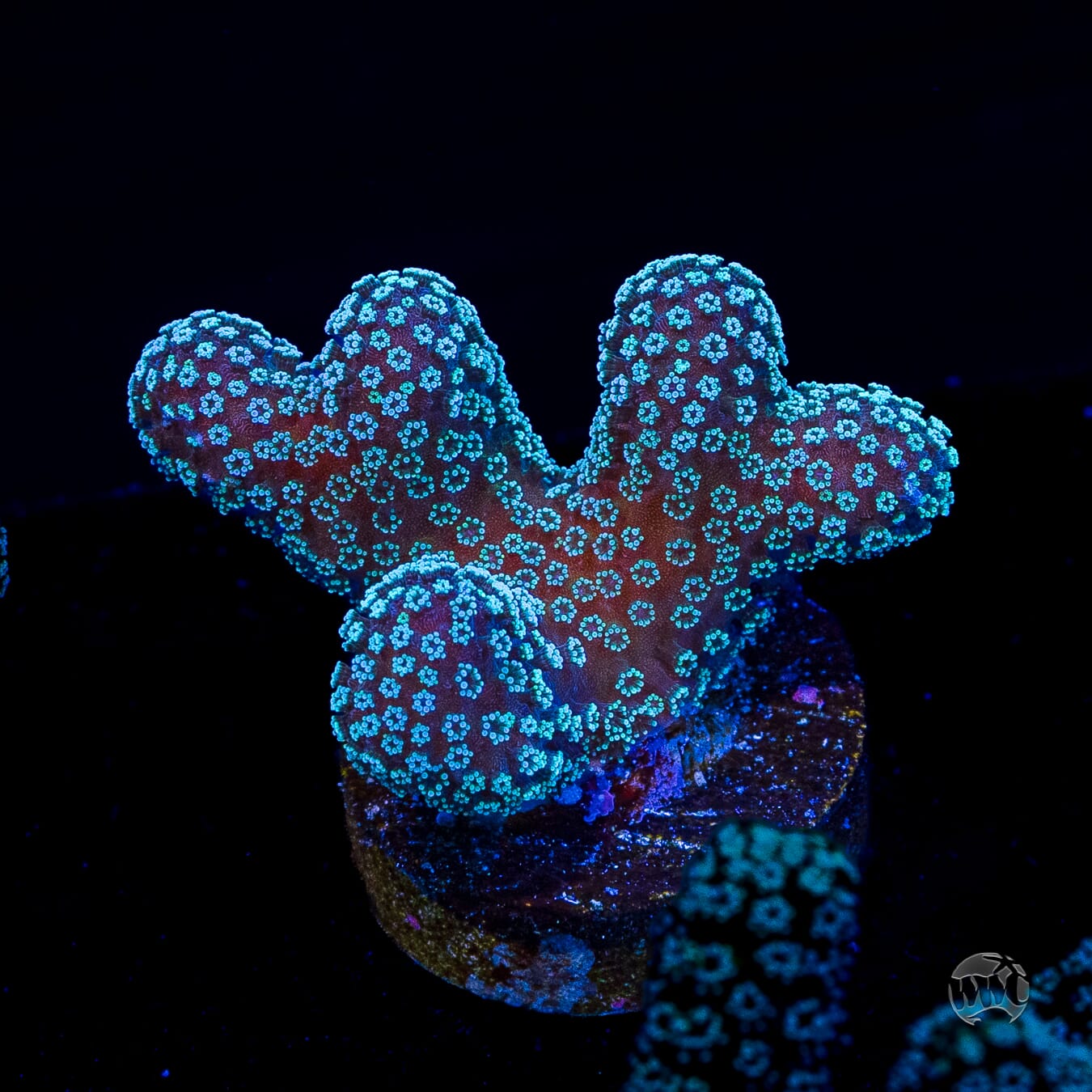 Tyree Rainbow Stylophora