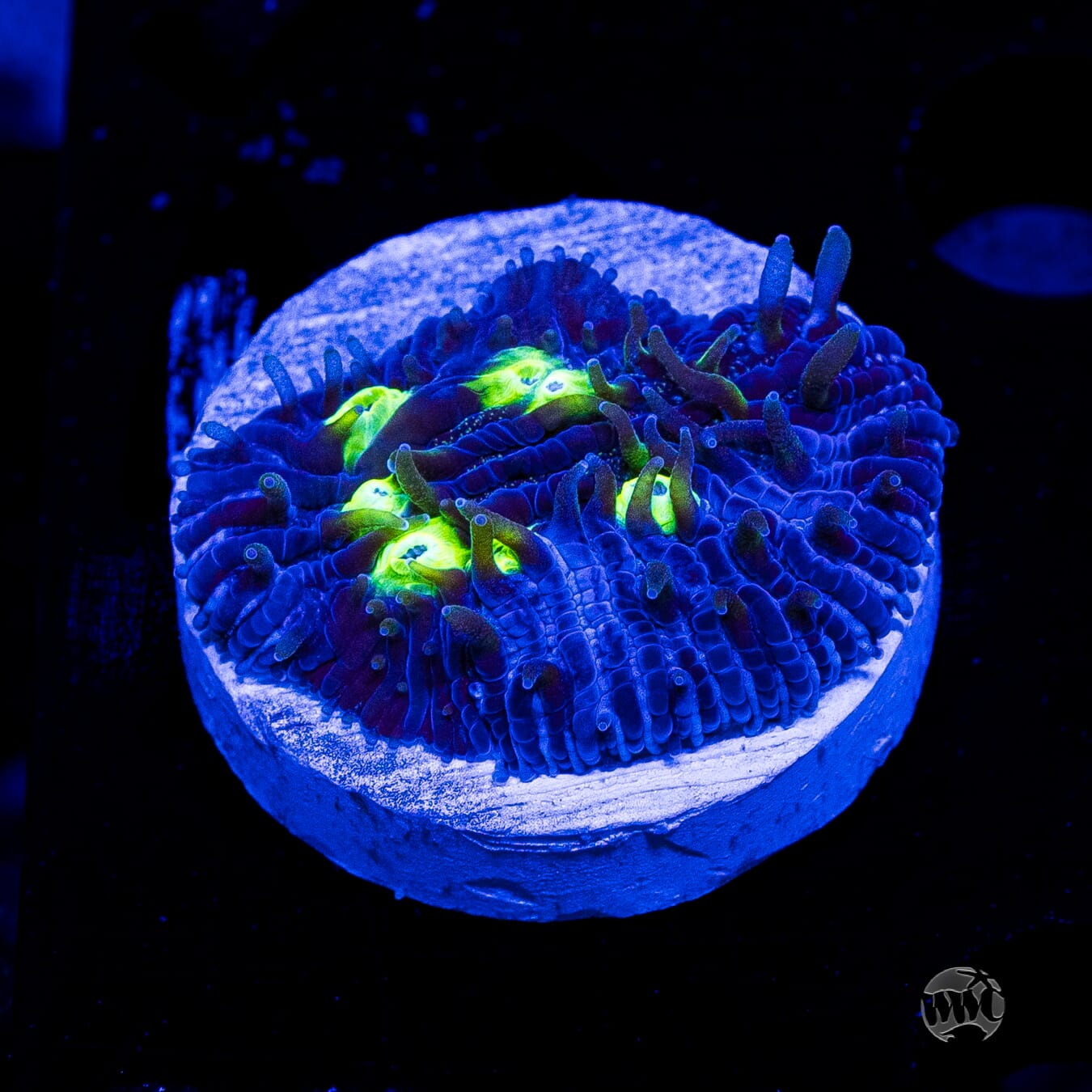WWC Midnight Lovin Diaseris