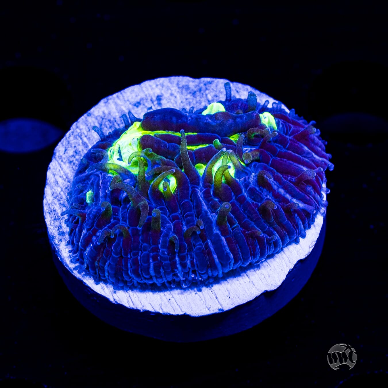 WWC Midnight Lovin Diaseris