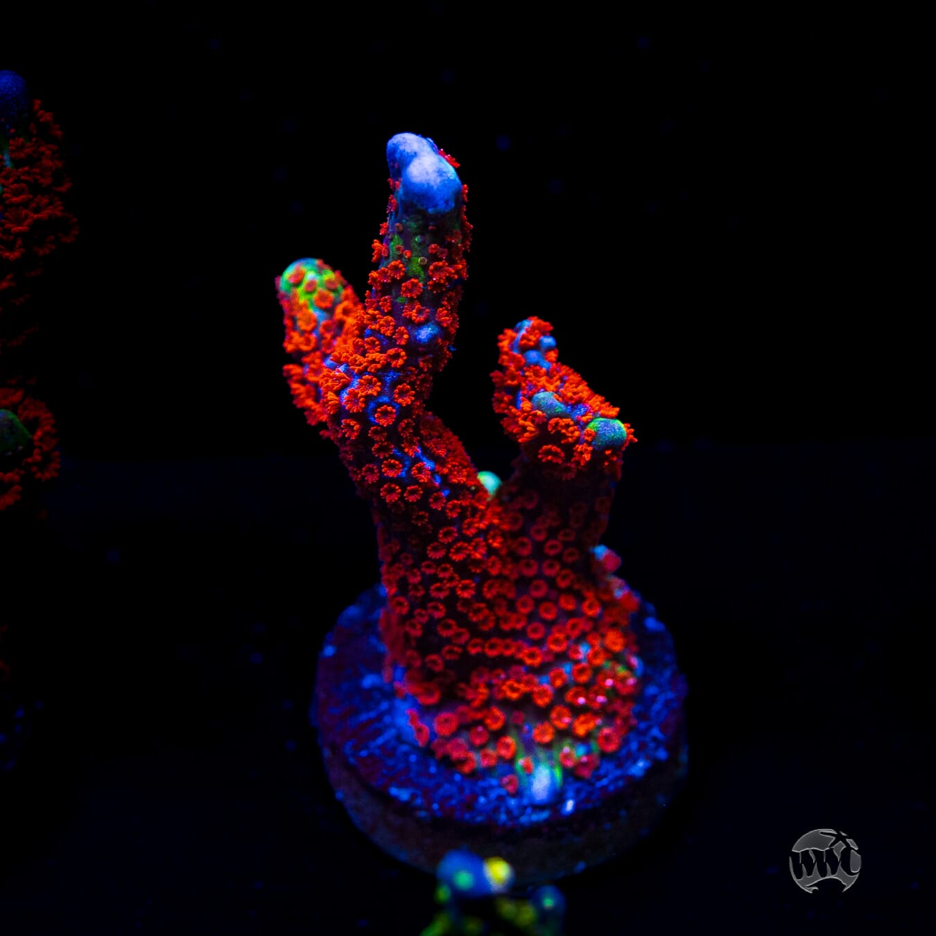 Forest Fire Digitata Montipora
