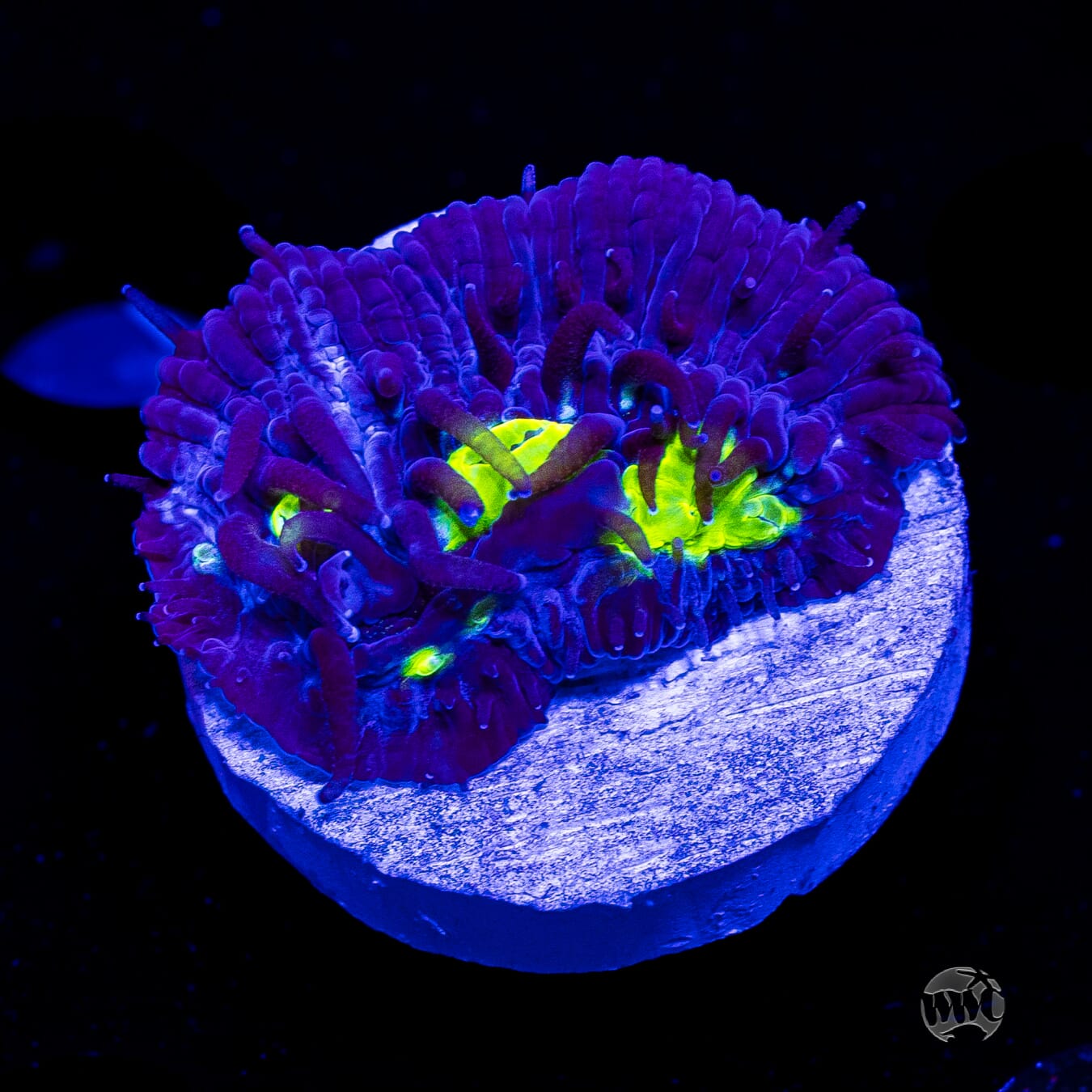 WWC Midnight Lovin Diaseris