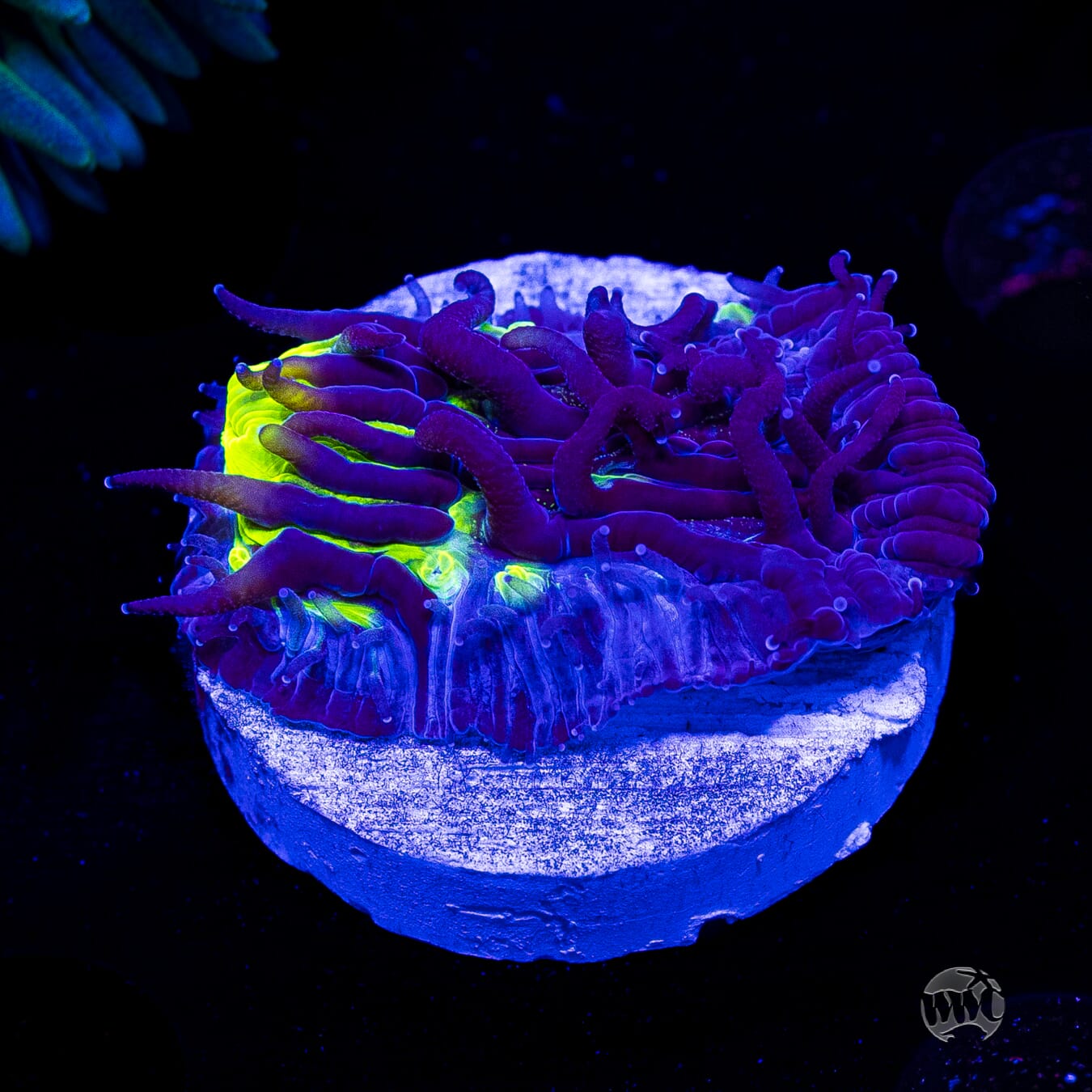 WWC Midnight Lovin Diaseris