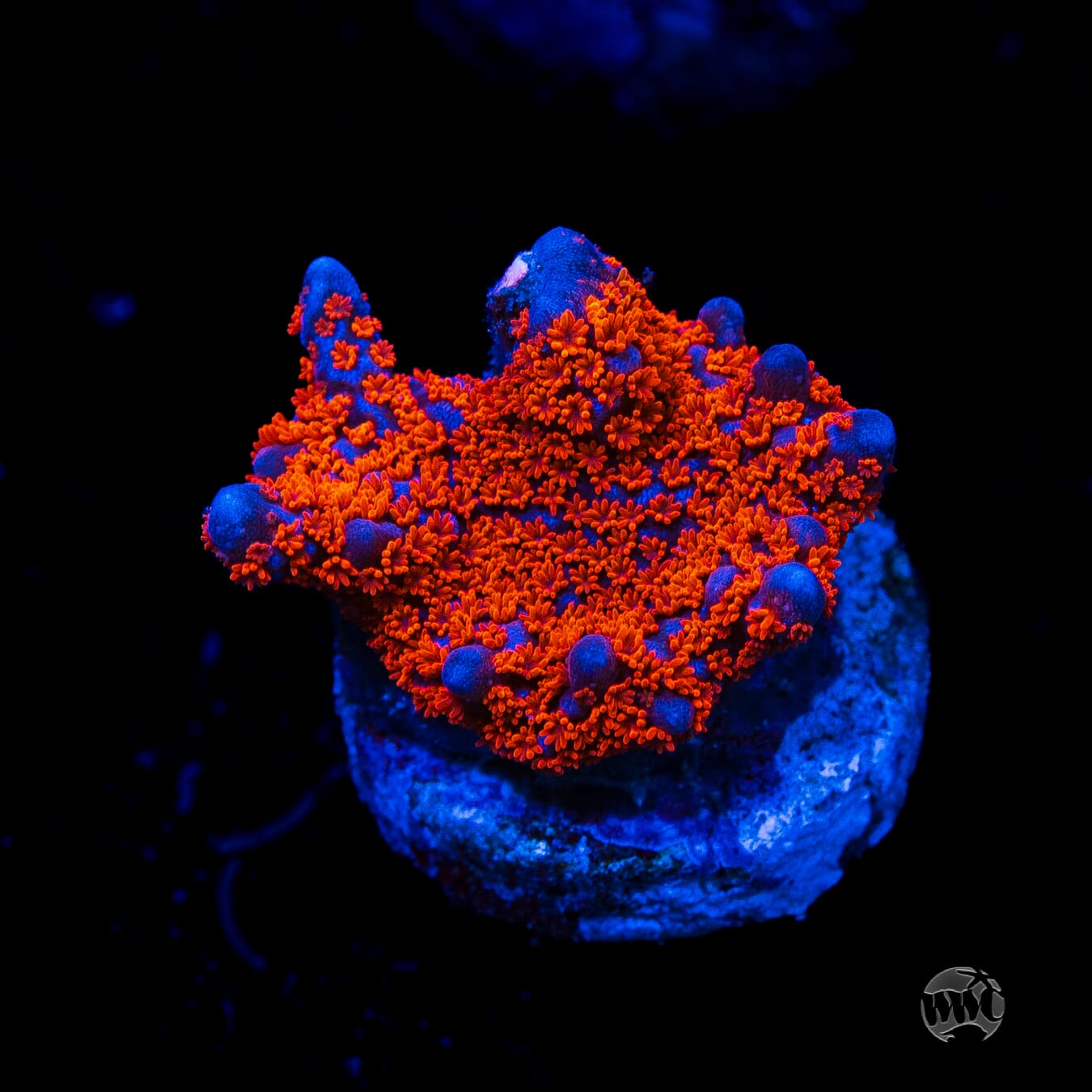 Superman Digitata Montipora