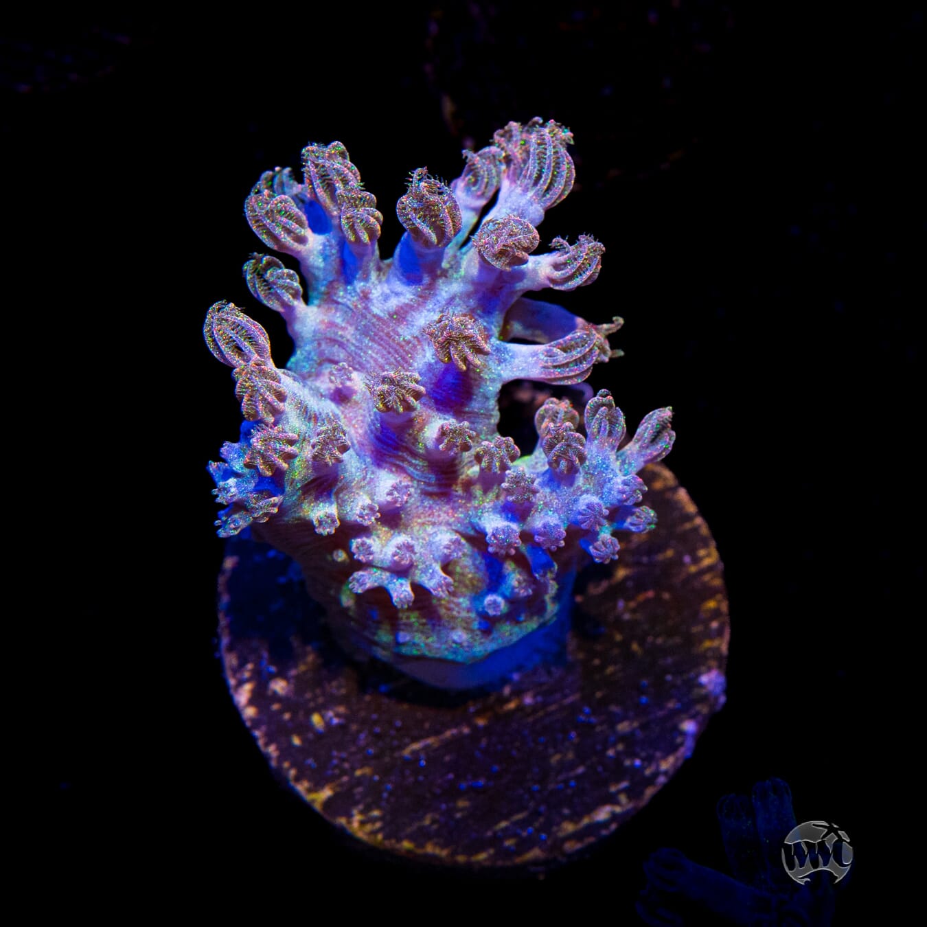 WWC Rainbow Sprinkles Cespitularia