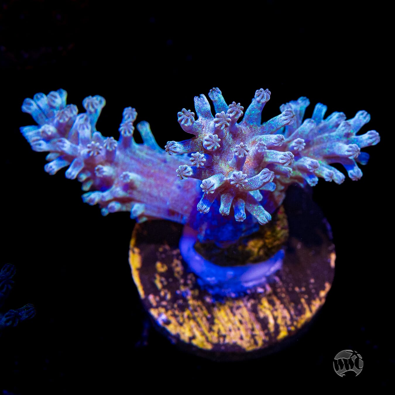 WWC Rainbow Sprinkles Cespitularia