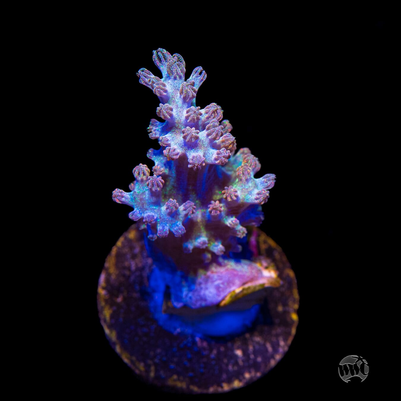 WWC Rainbow Sprinkles Cespitularia