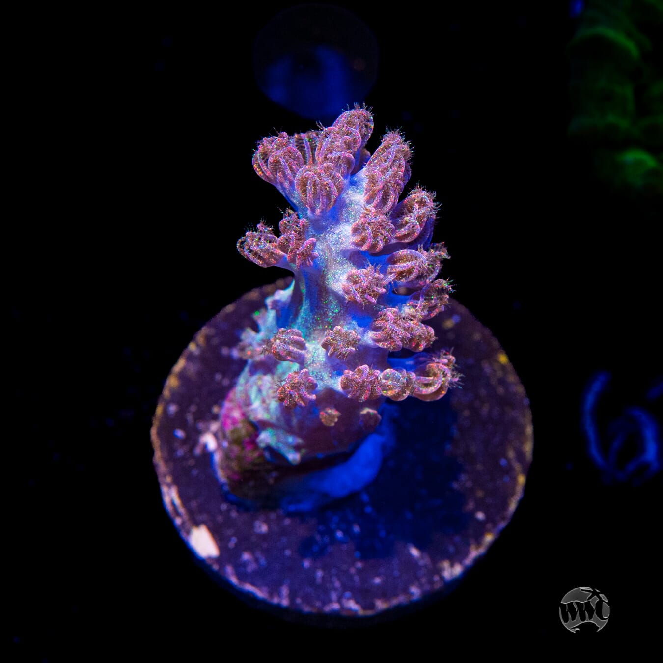 WWC Rainbow Sprinkles Cespitularia
