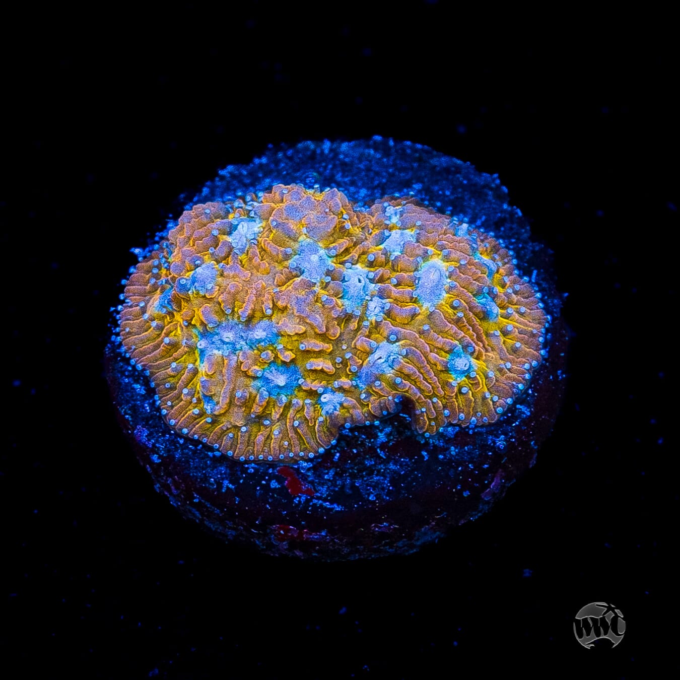WWC Tiger Eye Lithophyllon