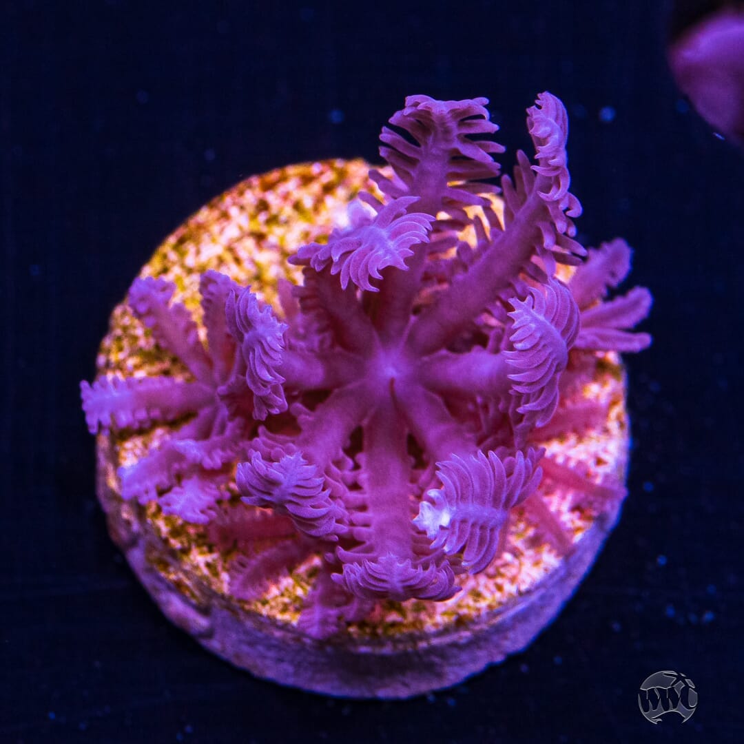 Anthelia glauca