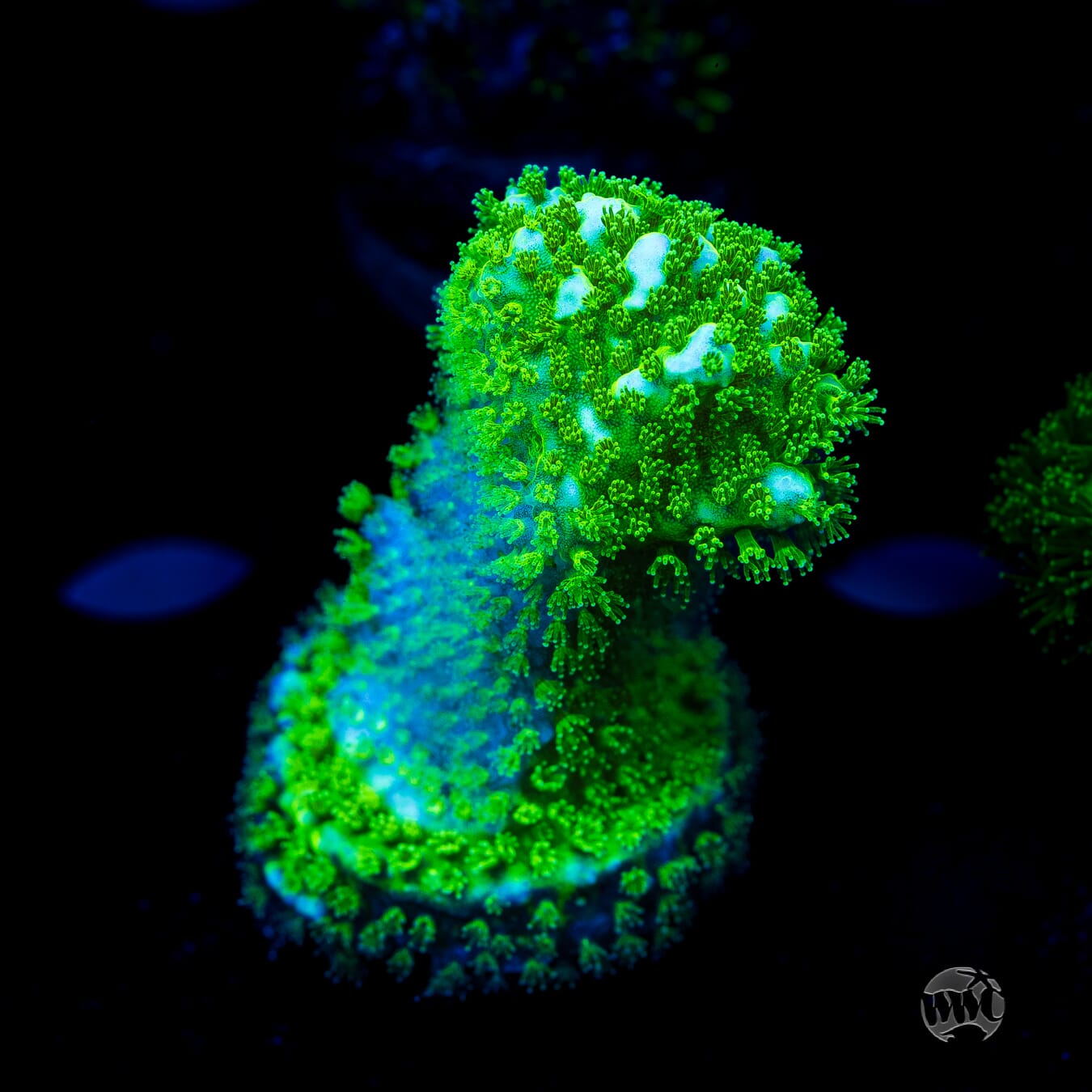 Pocillopora