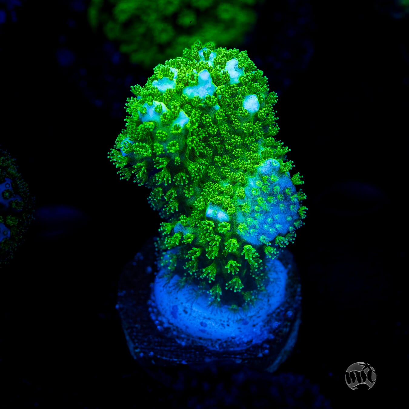 Pocillopora