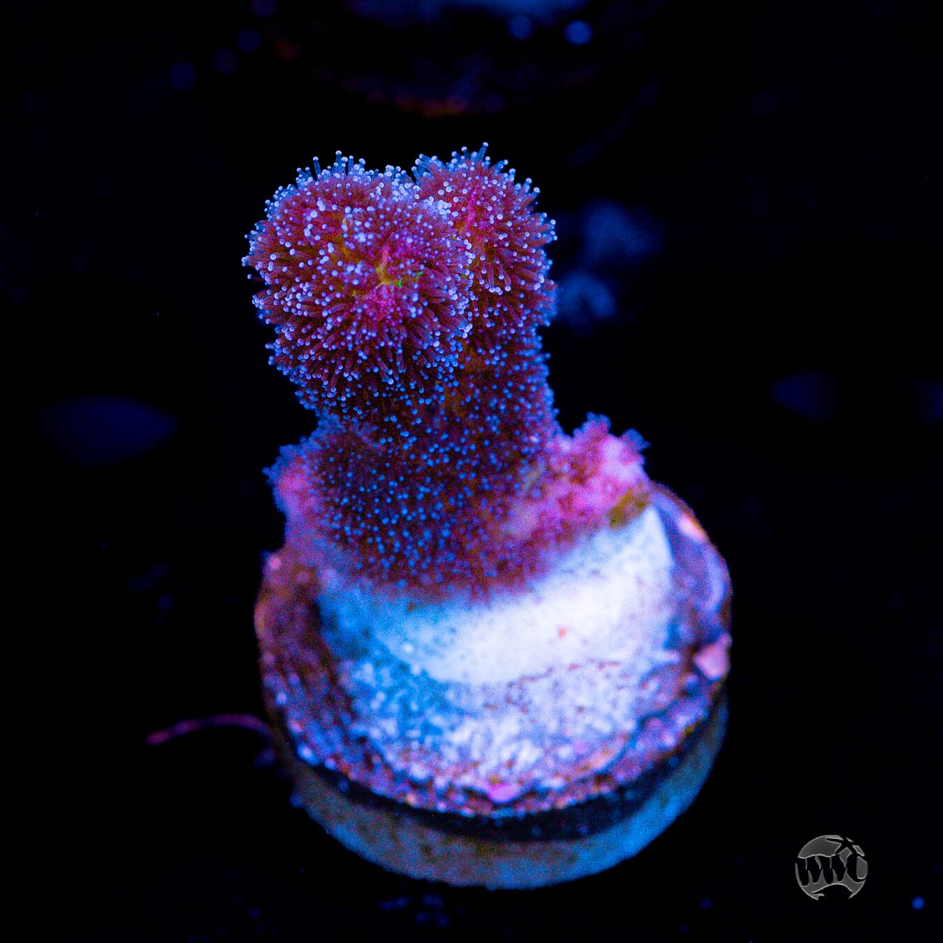 Pocillopora