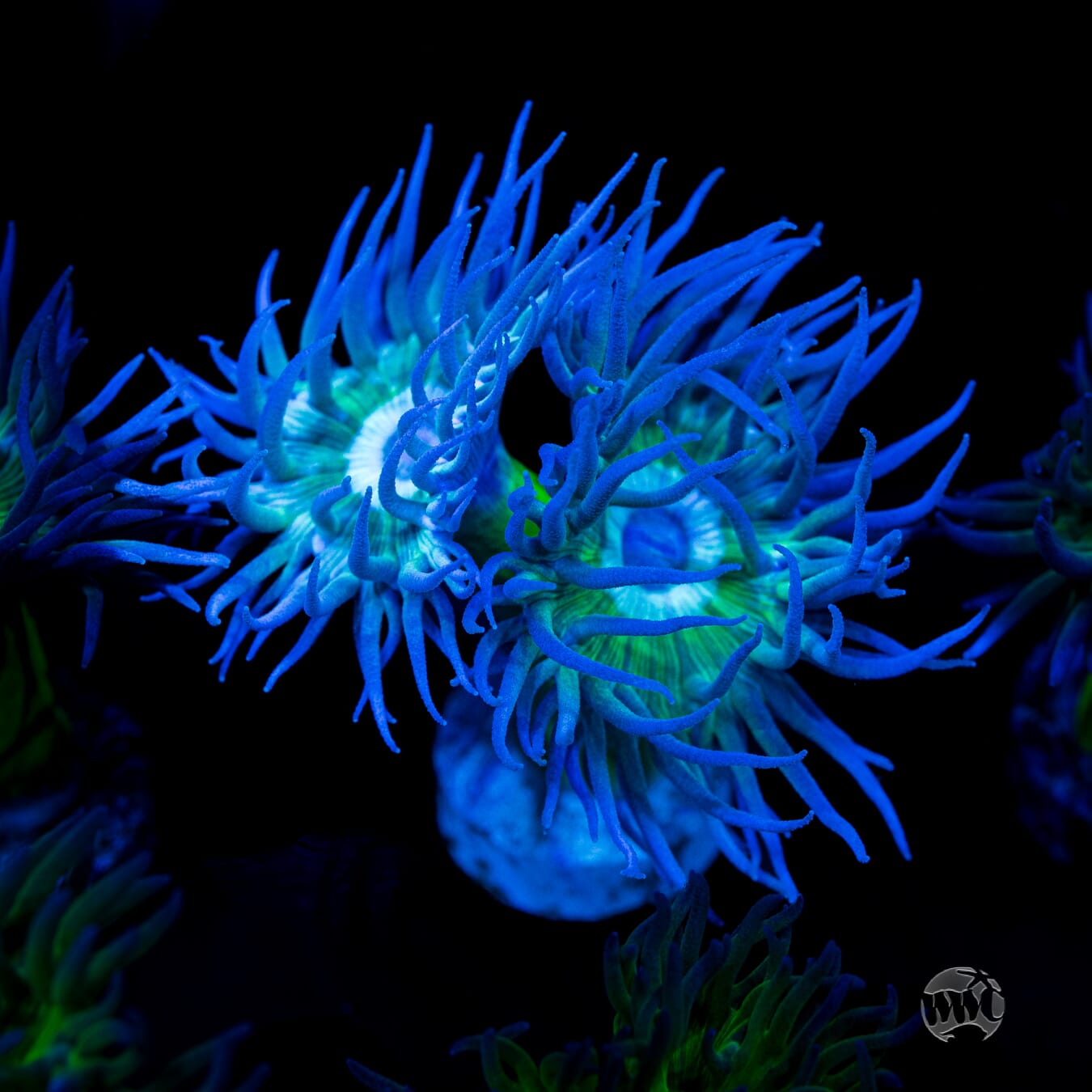 Duncanopsammia axifuga