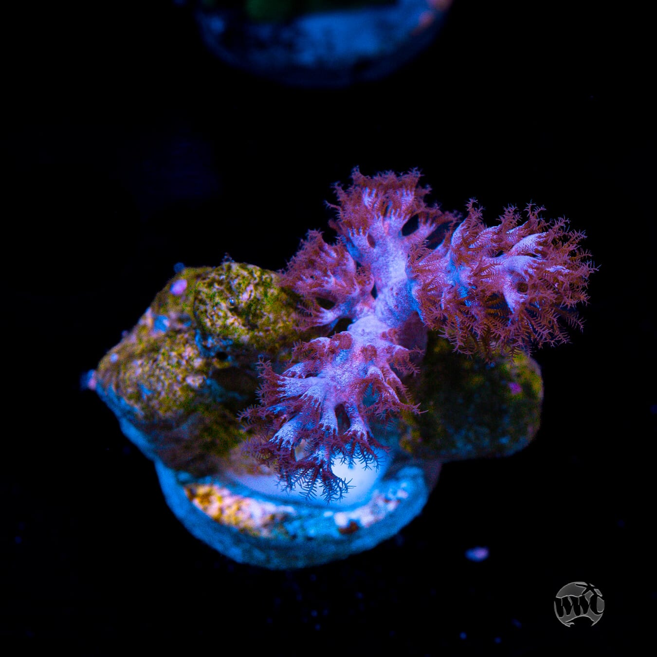 Capnella imbricata